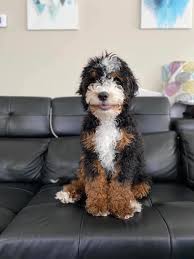 Mini bernedoodles are a small breed that brings a lot of fun and companionship to a family without requiring excess space. Honey Creek Puppies Home