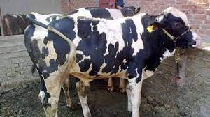 الزراعة تمنع ذبح عجول البقر والجاموس الذكور قبل سن السنتين صورة موضوعية أصدر الدكتور عصام فايد وزير الزراعة واستصلاح الأراضي قرارا animals cow veterinary