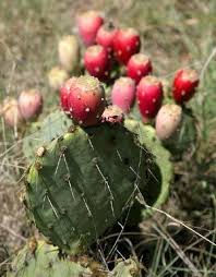 Learn how to tell whether a pear is ripe or not. Prickly Pear Prickly Pear Cactus Cactus Flower Prickly Pear