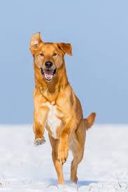 Das schöne blonde fell vermischt sich perfekt mit den 13 anderen. Golden Retriever Mix Mischling Goldenr De