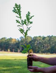 Image result for oak sapling