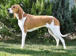 Image result for švycký honič