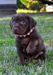 Adopt Dixie On Petfinder Animal Photography Dogs Labrador Puppy Puppies