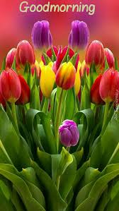 Pin Di Jen Su Good Morning Good Night Fiori Esotici Coltivare I Fiori Tulipani