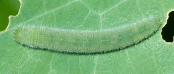 Image result for Pieris rapae