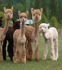 30 Animals That Look Like They Re About To Drop The Hottest Albums Of The Year Cute Animals Baby Animals Animals