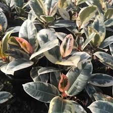 Image result for ficus elastica flower