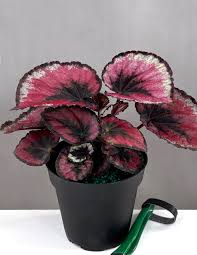 Image result for Begonia nyassensis