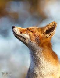 15 Mindful Foxes By Roeselien Raimond That Teach Us How To Master Life Happy Fox Fox Animals Wild