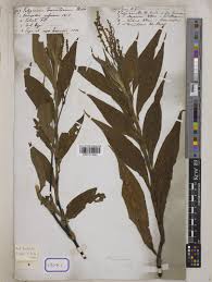 Image result for Persicaria madagascariensis