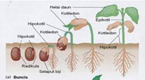 Dalam kebanyakan biji, misalnya bunga matahari, plumula adalah struktur kerucut kecil tanpa struktur daun. Biology Education