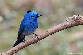 Image result for Hypoxis monanthos