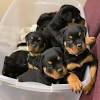 Ask questions and learn about rottweilers at nextdaypets.com. 1