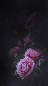 Lovepik > black background images 280000+ results. Pin By Laouou Lstal On Oboi Iskusstvo Black Flowers Wallpaper Rose Flower Wallpaper Flower Background Wallpaper