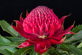 The platypus is one of only three monotremes known in the world. Greg Bourke On Twitter The Turf Interpretation Of The Nsw Floral Emblem The Waratah Telopea Speciosissima At Blue Mountains Botanic Garden Art Horticulture Https T Co P4hurw1mf3