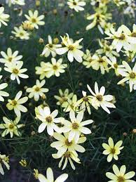 Pin On Outdoor Plants Flowers