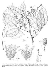 Image result for Connaraceae