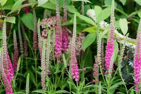 How To Grow Veronica Plants