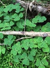 Image result for Parochetus