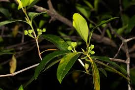 Image result for Pyrostria bibracteata