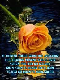 Shayari Beautiful Flowers Yellow Roses Beautiful Roses