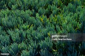 Image result for tbn:HNtrRnQBmFuaxM::www.bluechopsticks.com/img_large/800CC_0805S1015.jpg