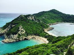 Image result for Faroa affinis