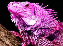 Pink Iguana Iguana Green Iguana Nicolaus