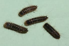 Please help id these small black flying bugs on window sill. Larder Beetles Umn Extension