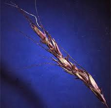 Image result for Capillipedium