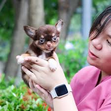 🌟 High quality Twin Pom, DORONG & NARONG 🌟 ▪️ Quality Korean Import  Teacup Pomeranian ▪️ White, Boy, 2 Months ▪️ Real Photo, Real Video ▪️  Health Guarantee (1 year) 💙 Bring