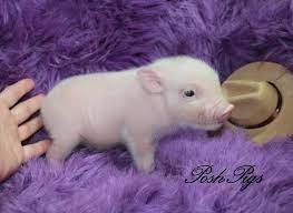 All our teacup piglets for sale are raised indoors and most are fully housebroken before they find a forever home. Teacup Pigs For Sale Teacup Pig Ultra Nano Pigs Piglets For Sale Teacup Piggies Pocket Pigs Dandee Pigs Baby Pigs Cute Baby Pigs Teacup Pigs