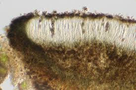 Image result for Diplocyclos tenuis