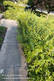 Image result for Chamaecrista biensis