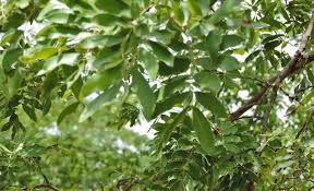 Image result for Julbernardia