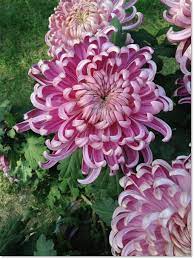 We did not find results for: Chrysanthemum Flower Pretty Flowers Flowers