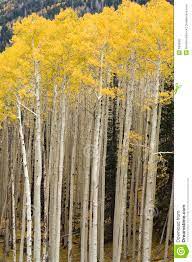 Aspen Trees Wall Murals Mural