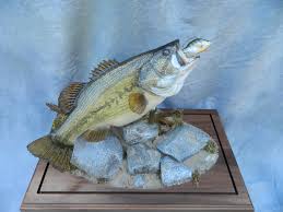 Inspirational designs, illustrations, and graphic elements from the world's best designers. Showpiece Taxidermy Fish Walleye Trout Crappie Mounts