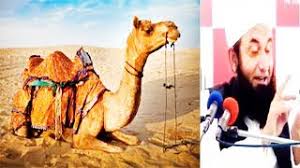 Khwab mein oont(camel ) dekhnay ki tabeer inurdu khwab mein camel dekhna kaisa hai please like and. 100 Camels Ki Qurbani Ka Waqia Amazing Short Bayan By Maulana Tariq Jameel Youtube
