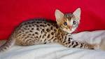 Savannah Cat F1, F2, F3 explained and why you should know.