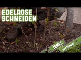 Edel Und Beetrosen Richtig Schneiden So Klappt S James Der Gartner Youtube In 2020 Edelrosen Schneiden Rosen Englischer Humor