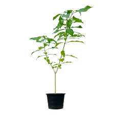 Image result for Tabernaemontana inconspicua