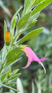 Image result for Moraea stricta