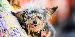 Scamp The Tramp Is 2019 S World S Ugliest Dog For a dog called mugly, it's a whole lot of ugly. scamp the tramp is 2019 s world s