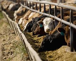 From pests to proper watering, there are a lot of factors involved, especially if you are using organic methods to avoid chemicals. The Foodprint Of Beef Foodprint