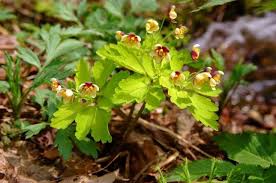 Image result for Isopyrum nipponicum