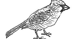 Black and white animals stock illustrations. How To Draw Nature The New York Times