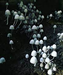 Cave Mushrooms Photography By Stereomarie Forest Plants Stuffed Mushrooms Faeries
