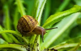Maybe you would like to learn more about one of these? Protect Your Garden From Slugs And Snails U S Pest