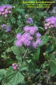 Image result for Ageratum